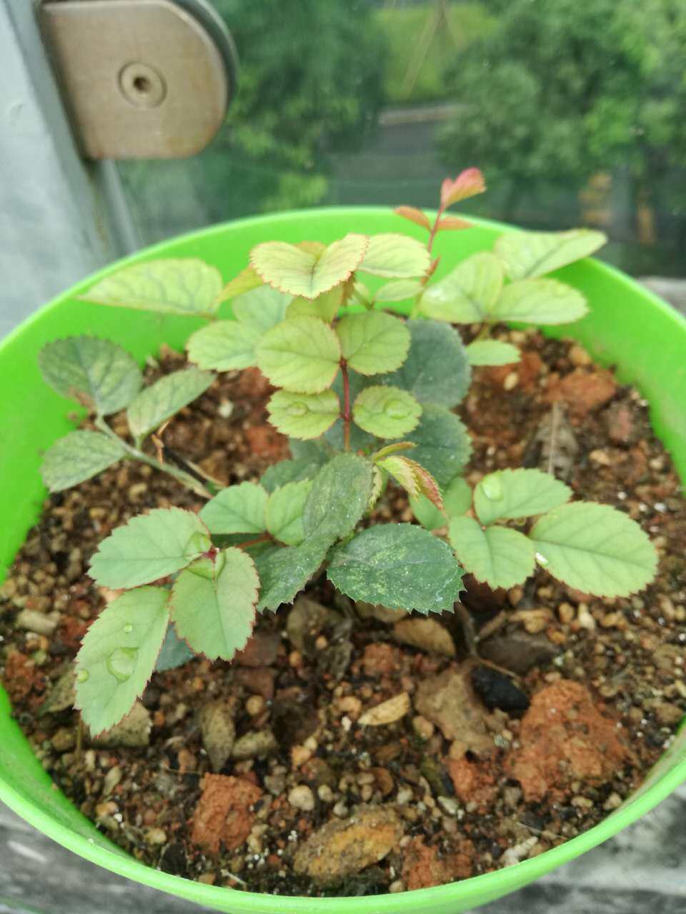 经验| 技能教学:从扦插到开花