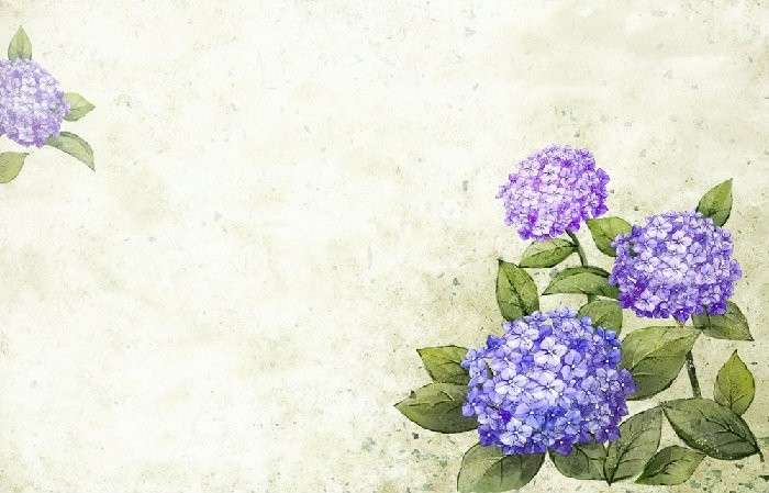 绣球丨花团锦簇