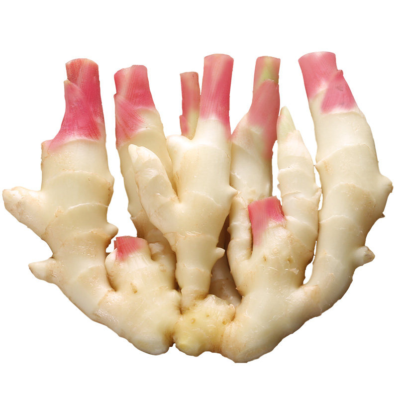 生姜非老姜嫩姜 新鲜农家现挖鲜姜腌制子姜仔