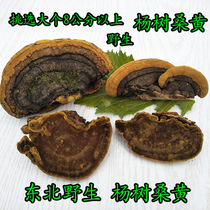 Changbai Mountain wild mulberry and yellow wild poplar mulberry yellow mulberry yellow Yang tree mulberry yellow pick large block of mulberry yellow 500 gr