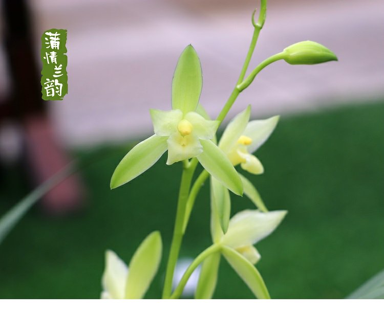 兰花苗建兰荷花素绿植盆栽四季兰素心兰室内浓香花卉盆栽兰花