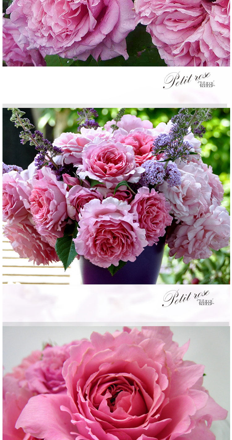 蓓田欧月 欢迎 经典粉色蕾丝边浓香大花藤本超抗病月季玫瑰