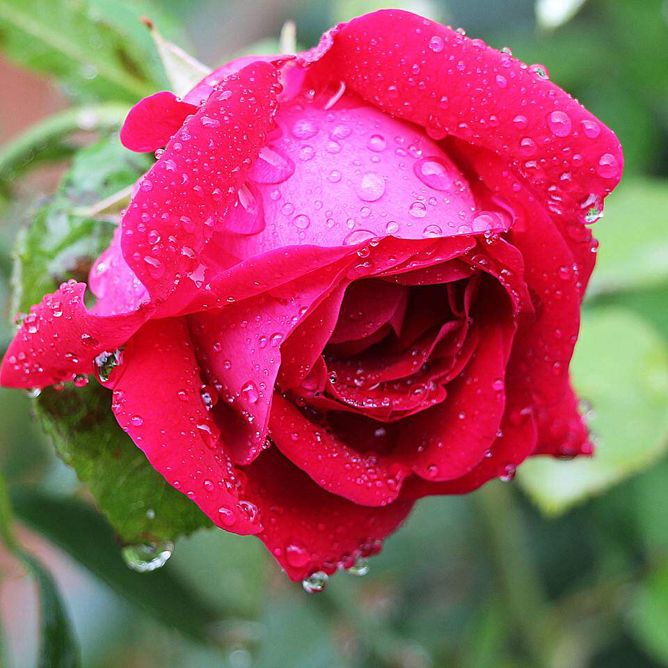 基地直发云南新鲜可食用玫瑰花 墨红花蕾花苞醋酱茶3斤 航空包邮
