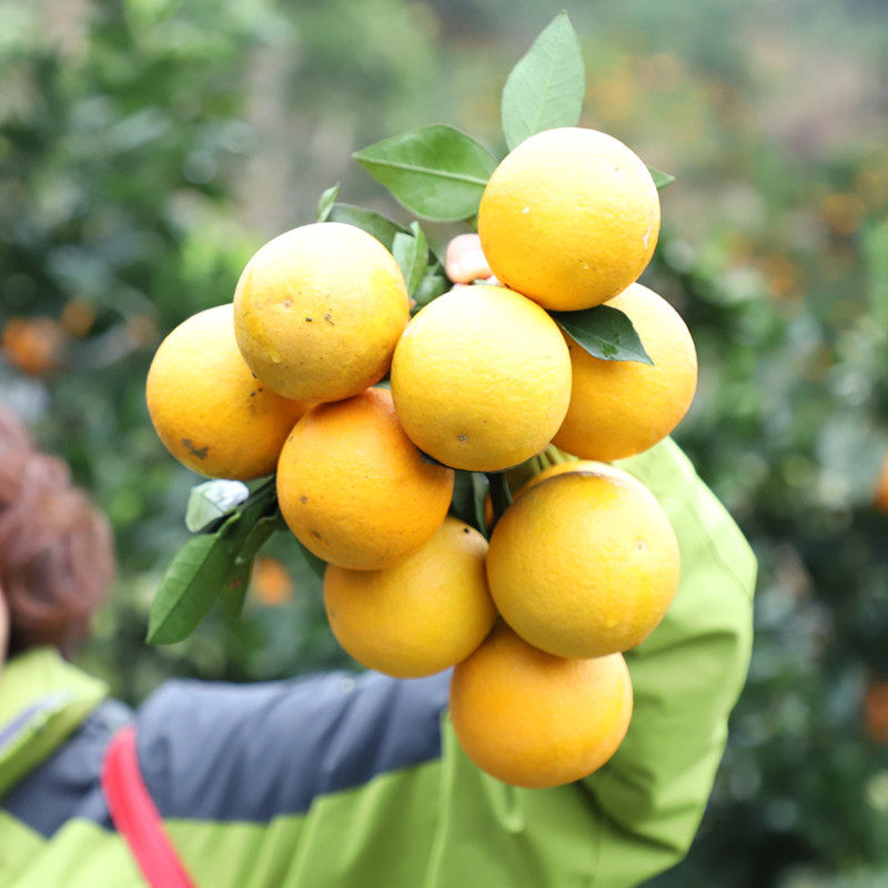 湖南特产冰糖橙现摘新鲜小橙子5斤包邮孕妇手剥榨汁甜水果 非脐橙