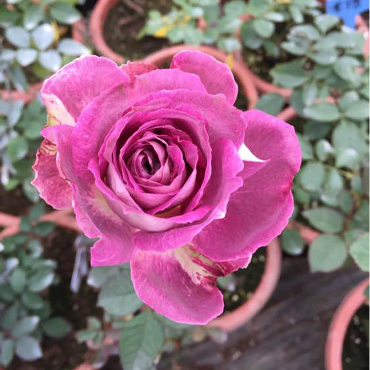 欧洲灌木月季 英国凯瑟琳 kathryn 紫红色和白色的反边_7折现价16元