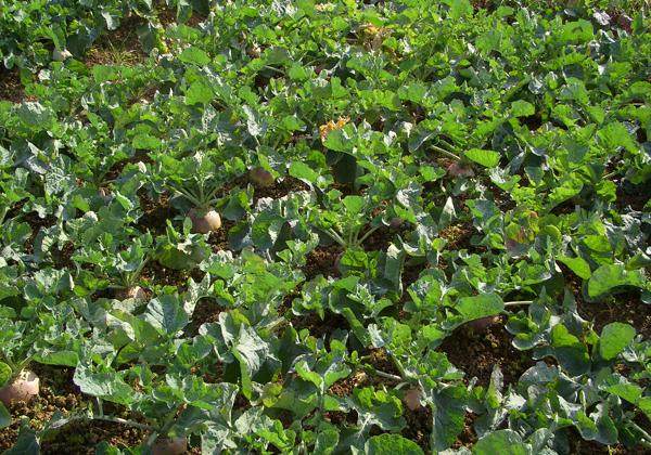 湖南灰色萝卜种子灰萝卜苗灰罗卜蔬菜种子 营养丰富 食用饲用均可