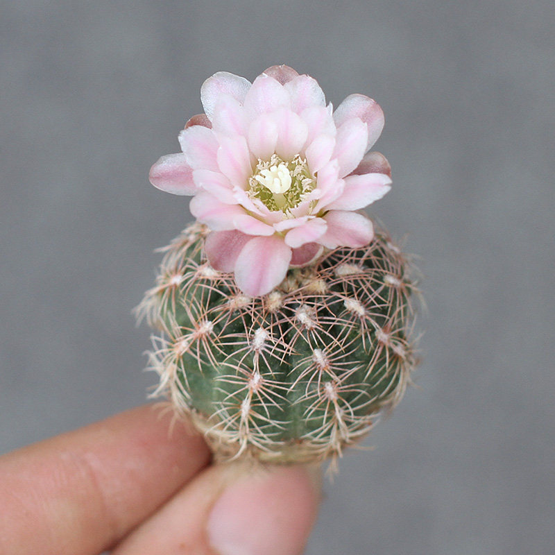 植物员外 樱花罗星丸 裸萼球属 易开花开群花仙人球 防辐射多肉