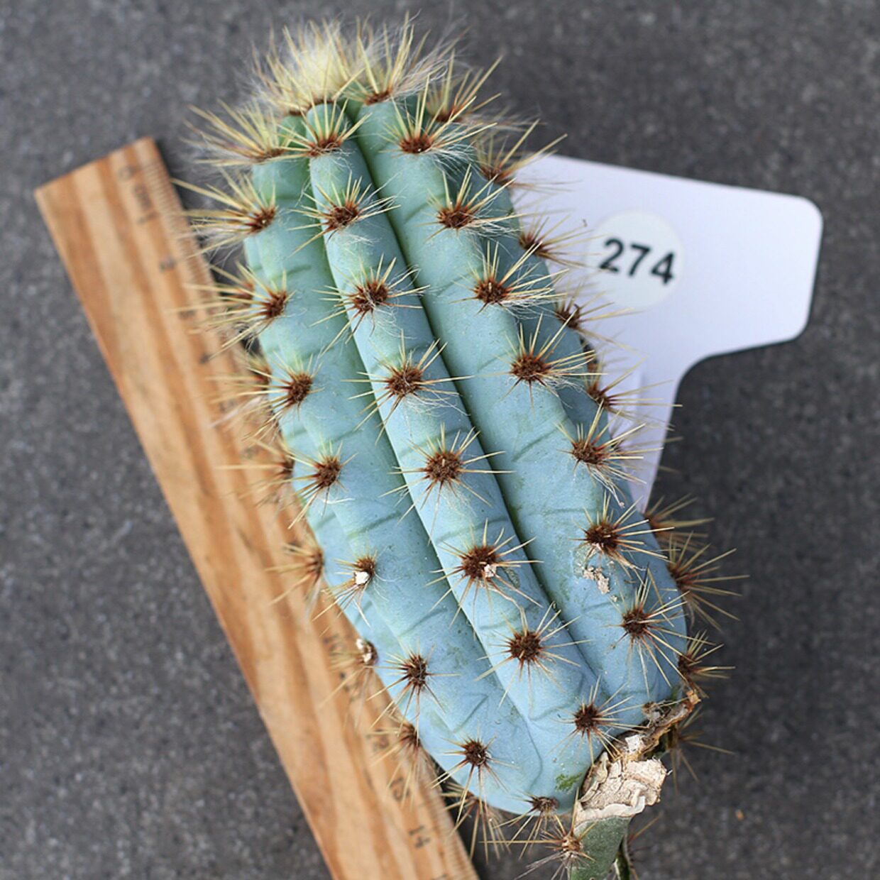 植物员外 蓝衣柱一物一拍 蓝色仙人柱沙生植物多肉植物组合盆栽_双氙