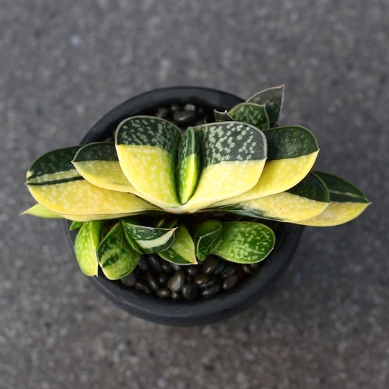 Plant Master Zi Baojin Twelve Volume Succulents Yuanbaojin Indoor radiation-proof fun meat
Plant Master Zi Baojin Twelve Volume Succulents Yuanbaojin Indoor radiation-proof fun meat