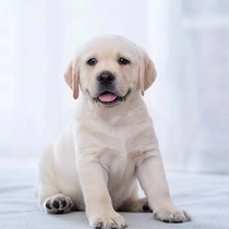 Purebred Labrador puppy living guide dog Labrador dog domestic double blood Labrador pet dog