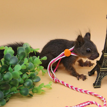 Hamster rope leash cat rabbit turtle rope squirrel Dutch pig duck telescopic rope anti-bite escape