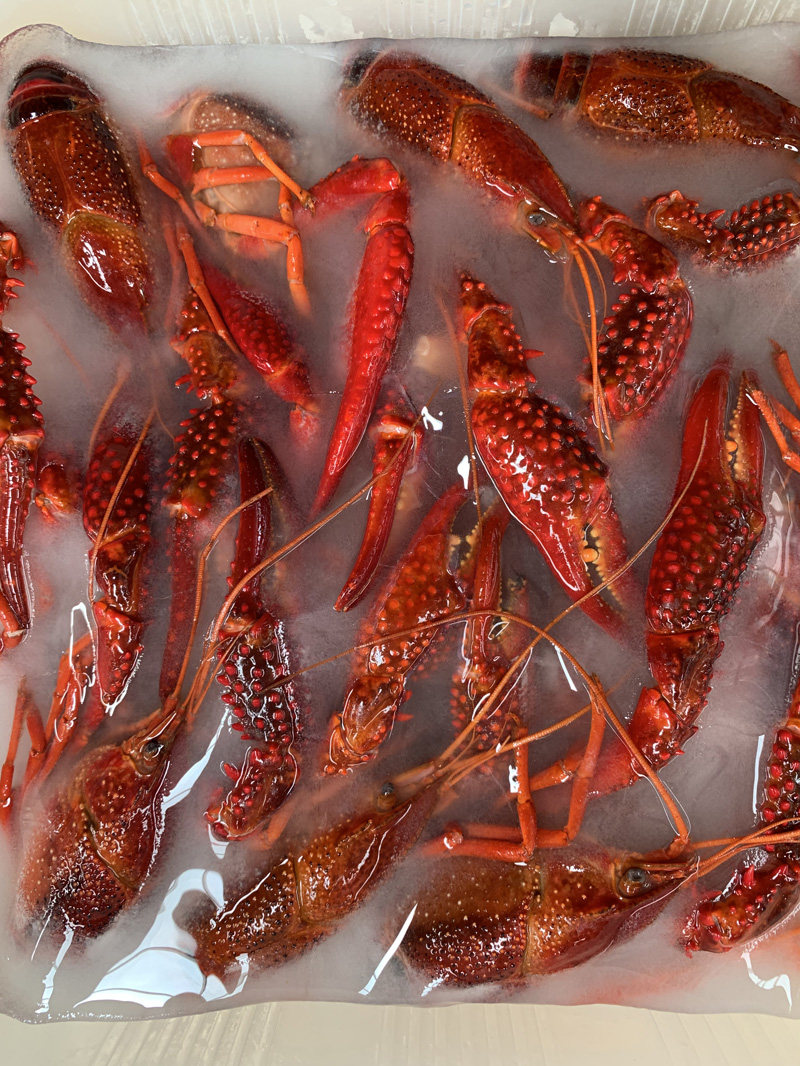 2021潜江鲜活速冻小龙虾液氮速冻清水虾1两以上规格30斤起售货源充足
