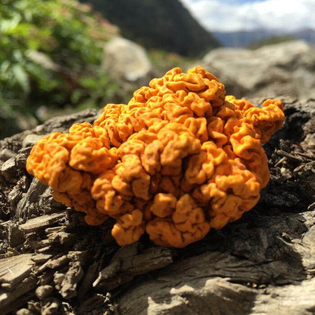 2017年西藏野生金耳黄耳金黄银耳 只卖今年5a好货 零污染250g