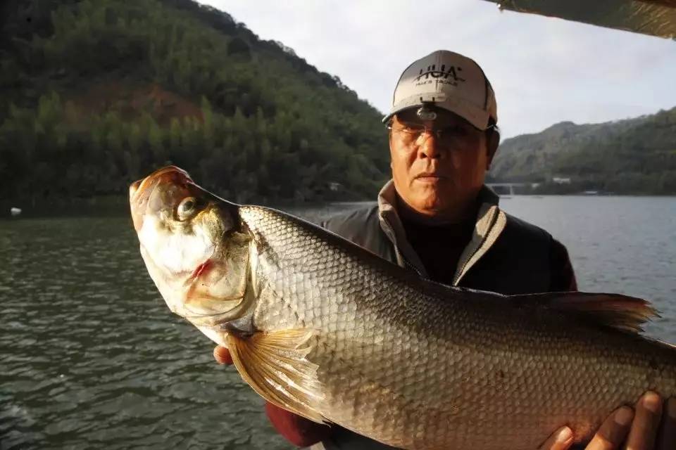 初秋手竿钓翘嘴,这样钓就对了