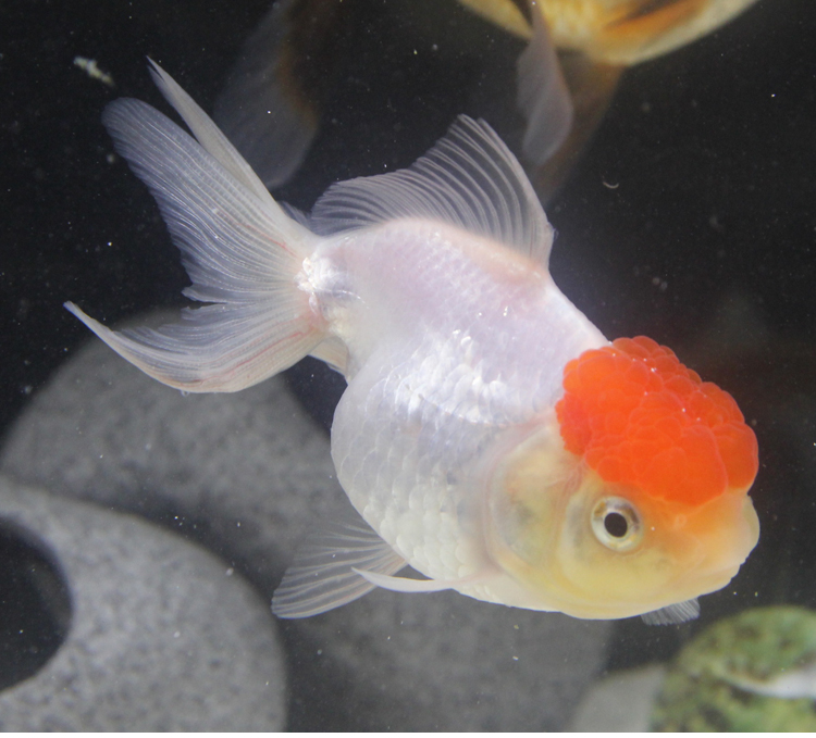 冷水小型鱼小鱼苗鲤鱼观赏鱼淡水鱼锦包邮活体金鱼活体金活体金鱼