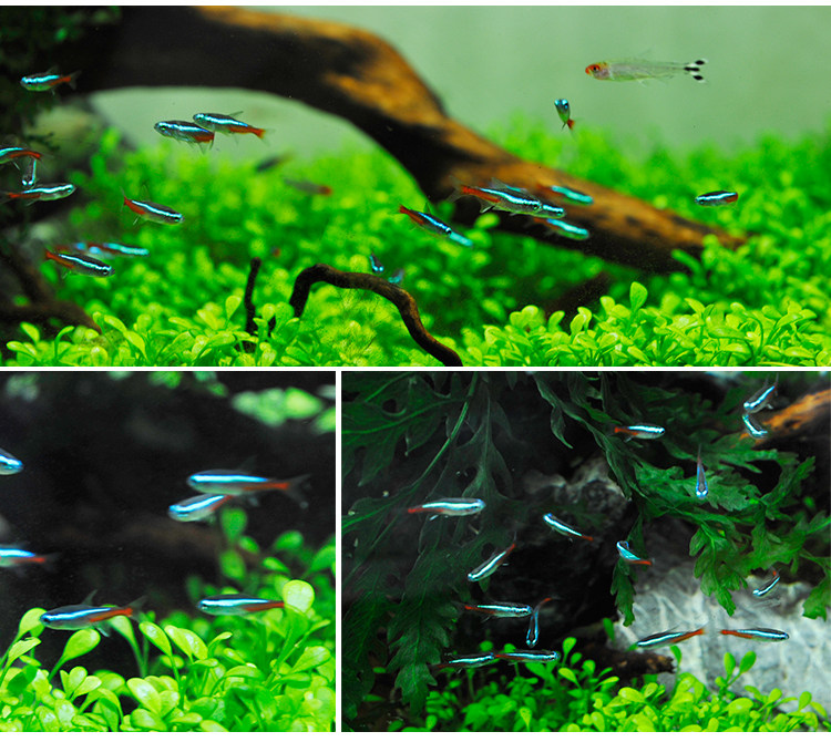 红绿灯红莲灯鱼小型灯科鱼草缸鱼群游鱼热带鱼观赏鱼活体鱼