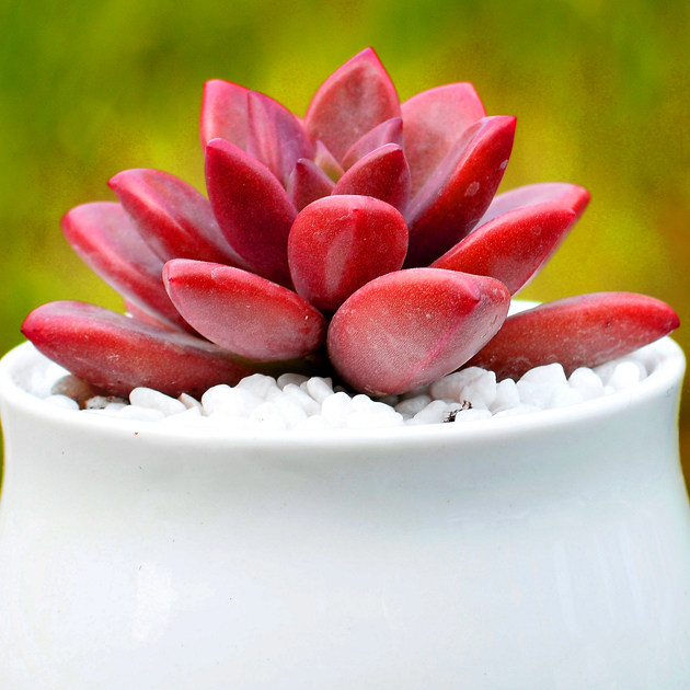 近花缘 多肉植物  姬胧月花卉绿植多肉小盆栽盆景净化空气植物