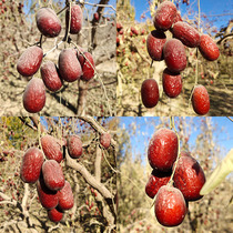 20-year-old new jujube 5kg Xinjiang gray jujube Unqingyuan Ecological belt gray soil hanging dry jujube Ruoqiang red jujube pregnant woman porridge jujube