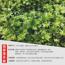 Plant diy material fresh Moss micro landscape ecological bottle white hair Moss rockery potted mini