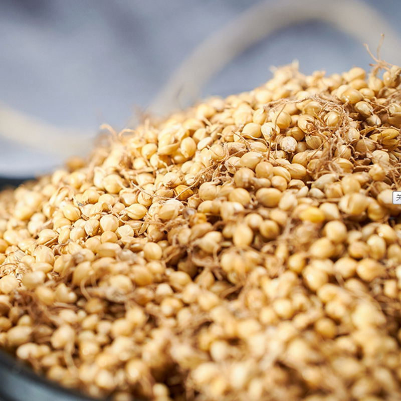 生谷芽 谷芽茶谷芽麦芽包邮谷芽粉 生稻芽 堂炒谷芽500克两件包邮_不