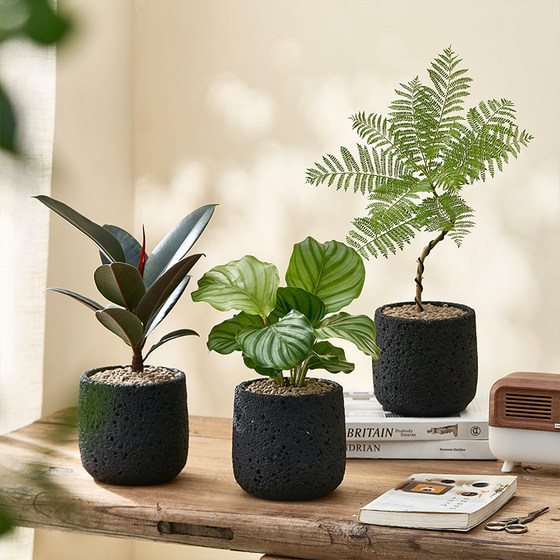 Retro silence wind plants indoor green plants potted plants ancient living room ornaments office desktop purifying air
Retro silence wind plants indoor green plants potted plants ancient living room ornaments office desktop purifying air