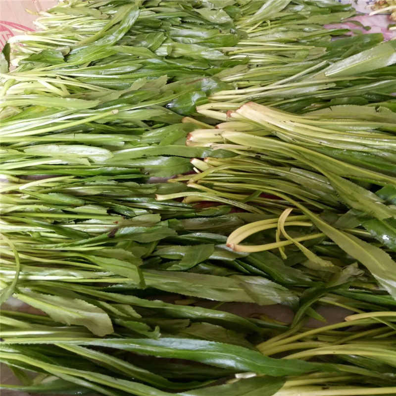 越南大香叶新鲜刺芜荽泰国香菜酒店调味料500g农家节日常用配菜