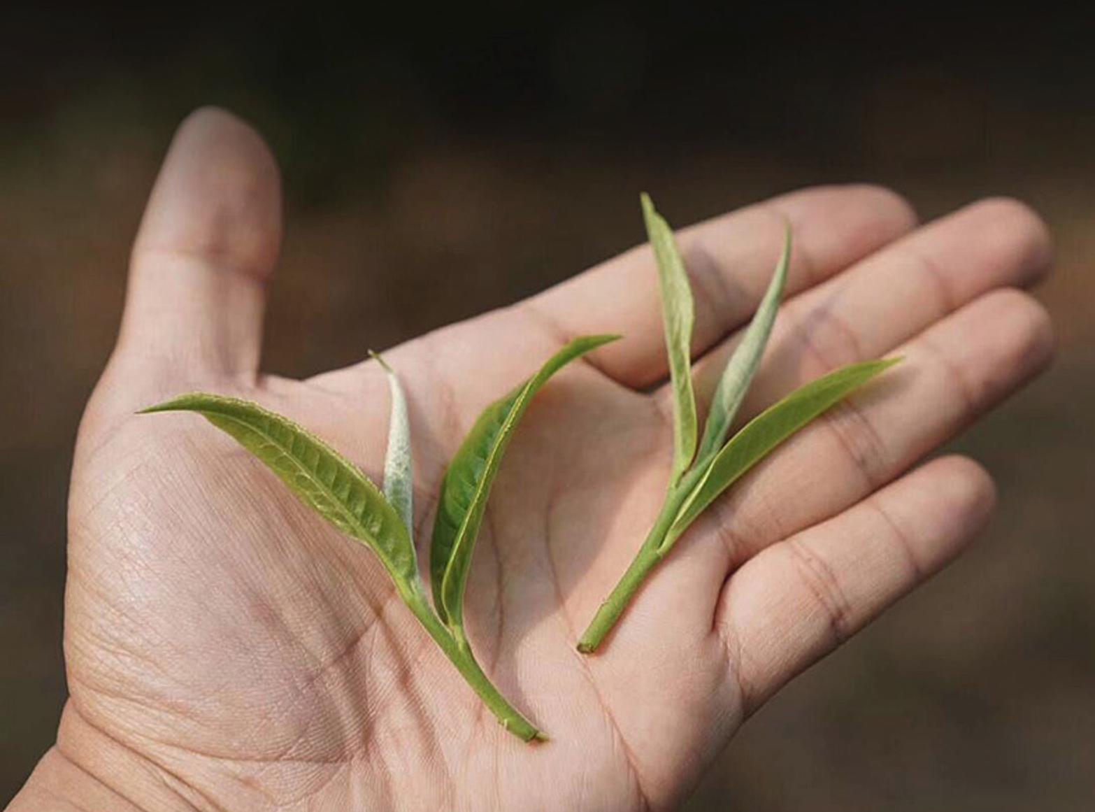 普洱生茶是不是“这些地方”吸引了你？33