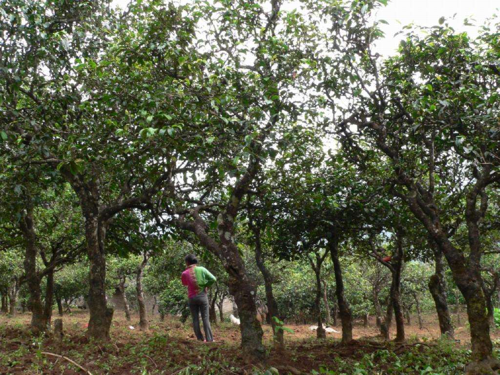 爱打扮(www.idaban.cn)，薄荷塘属易武茶区茶还是不行临沧茶区？22