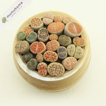 Yunnan straight stone flower succulents ass flower meat plant combination pot ass flower stone head flower meat meat