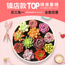 Succulents Combination package Novice meat plants Succulents Pots Old Pile Flowers Pot plants Buy 3 Free 1