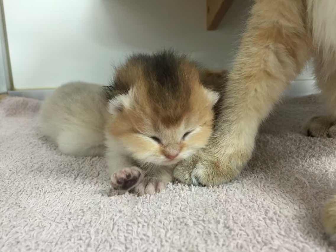 cfa wcf双注册猫舍 金渐层蓝金渐层英短 ddmm