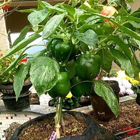 阳台种甜椒把握一个关键摘到不想要