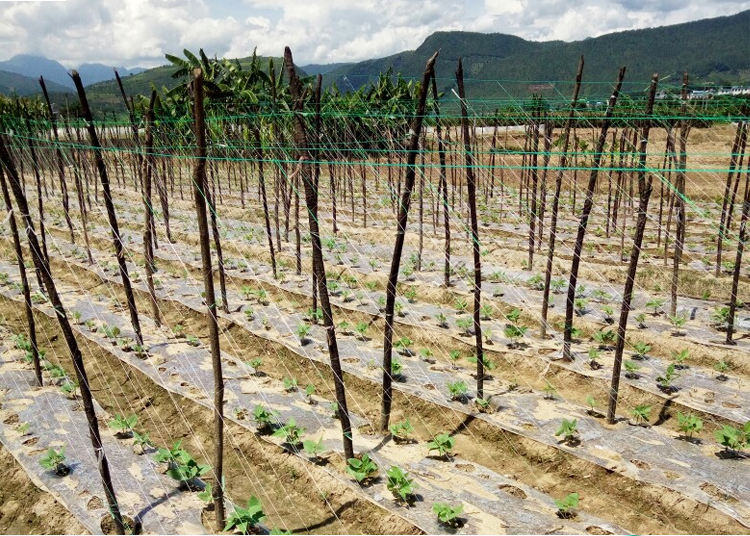 大棚黄瓜西红柿吊秧绳番茄吊蔓绳爬藤网拉绳防老化塑料绳子农用