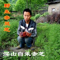 Purple Ganoderma wild Ganoderma lucidum red Reishi dry Ganoderma lucidum slices of wild Ganoderma lucidum wild Ganoderma lucidum powder 250g