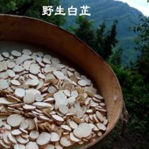 Wild Angelica 500g Angelica Powder Angelica Tablets Angelica Mask Powder Angelica Chinese Herbal Medicine Angelica Powder