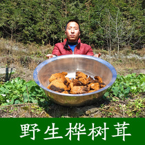 Birch velvet Imported from Russia Birch velvet Birch velvet Birch velvet Wild one pound mushroom Birch brown hole fungus Black gold