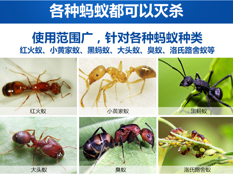 除驱蚂蚁药胶饵杀虫剂家用红黄黑全窝端厨房灭蚁清去