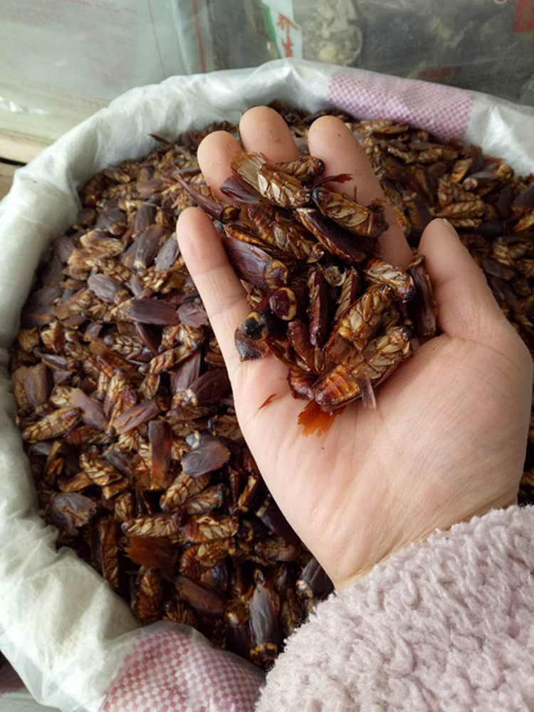 中药材蟑螂 蟑螂干 蟑螂粉 量大从优