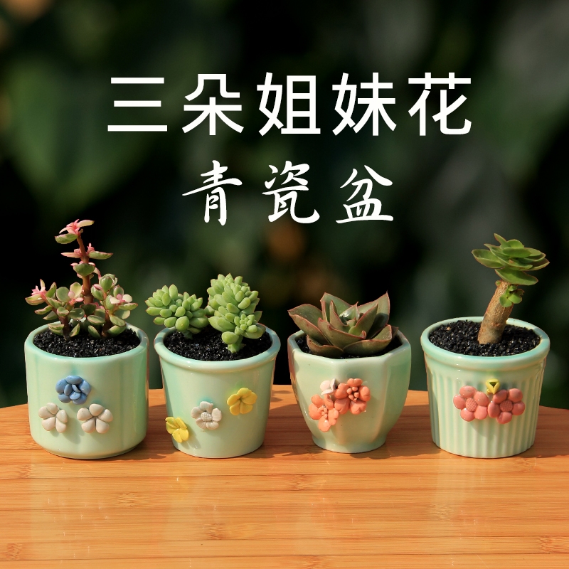Three sisters flower celadon flower pot ceramic creative hand - made flowers round lovely fleshy flower pot in household indoor the plants