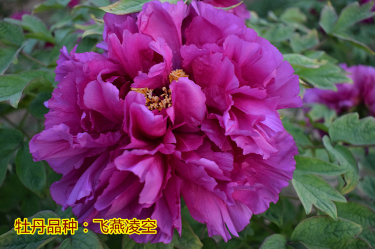 牡丹王飞燕凌空大花卉苗多年生菏泽百年牡丹企业庭院盆栽牡丹树苗