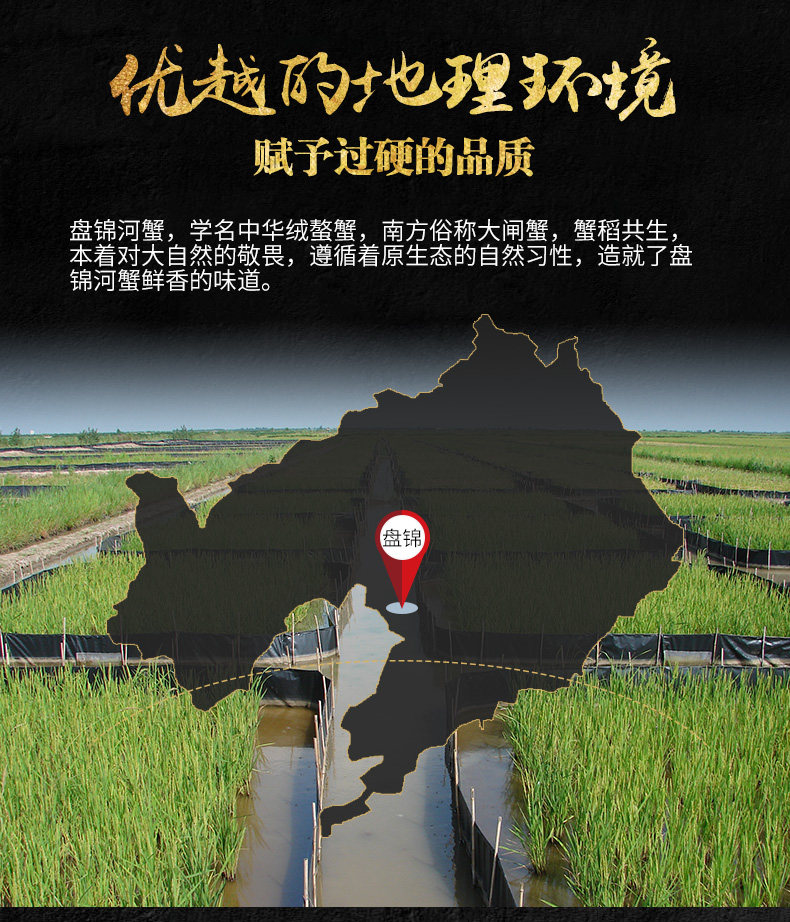 1519两12只盘锦河蟹稻田蟹