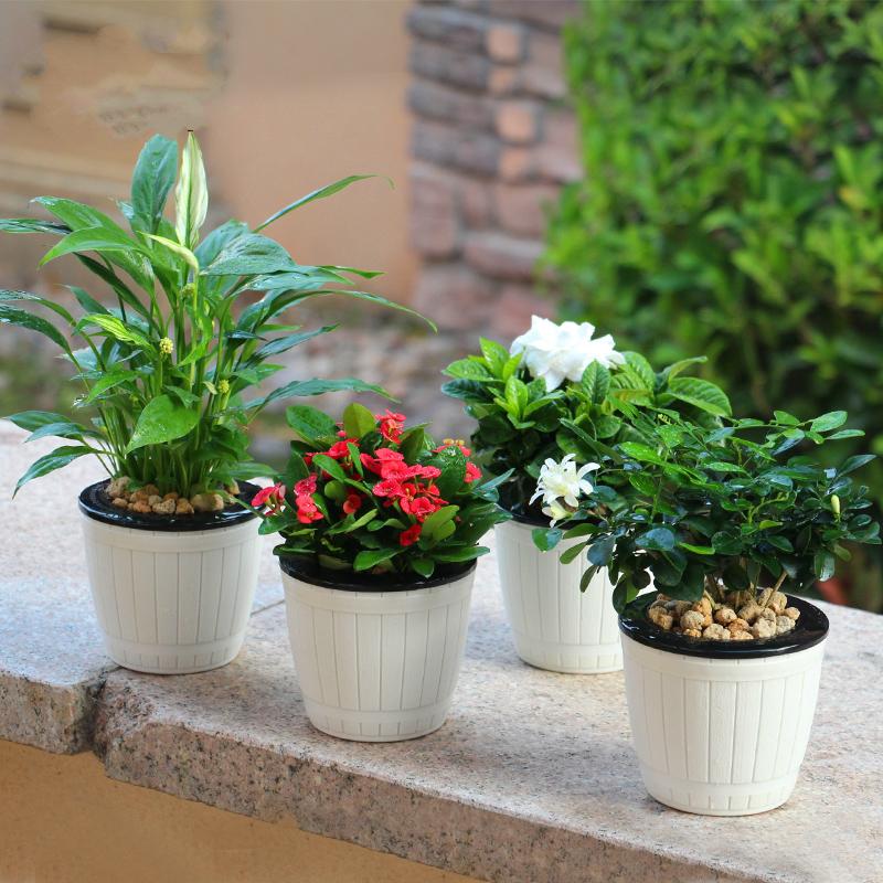 栀子花九里香铁海棠绿植盆栽杜鹃花开花水培植物客厅室内观花盆景