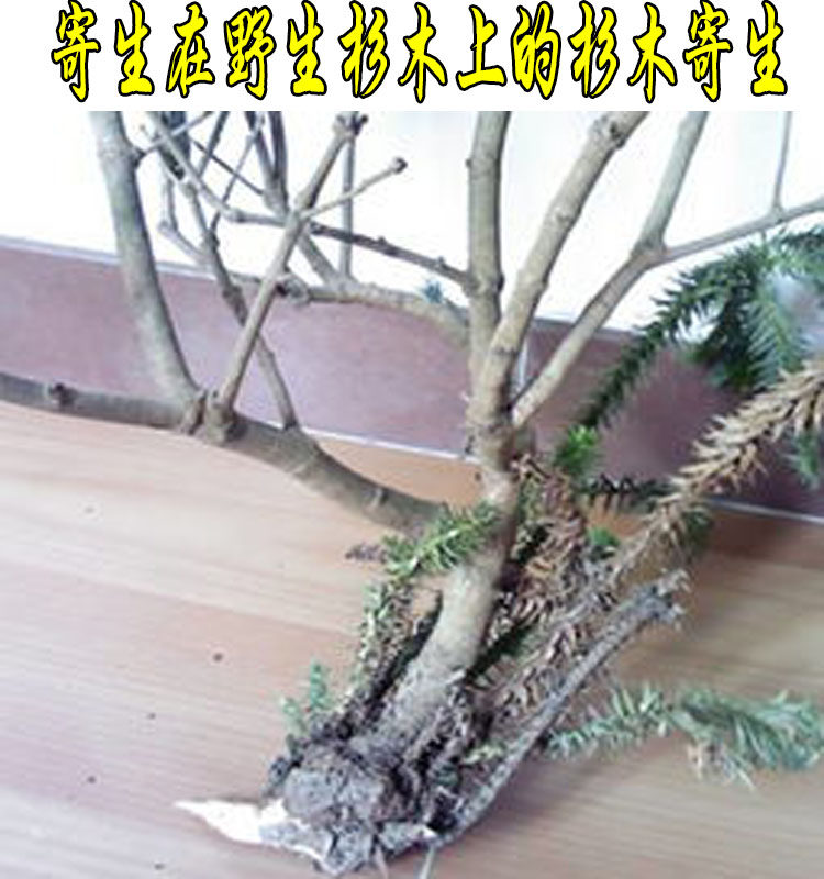 广西杉木寄生 杉树寄生 杉寄生 一斤包邮