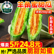 Shandong goat honey melon fresh spot fruit Honeydew Melon Melon Melon cantaloupe 5kg seasonal crisp whole box color box