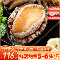 Abalone fresh large fresh extra large abalone 5-6 heads 1 catty seafood Fresh seafood Sea catch Shun Fung