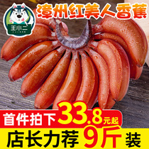 Wang Xiaoer Fujian Zhangzhou Red Beauty Banana Fresh Fruit Seasonal Fragrant Red Banana 9 Jin Wholesale 10