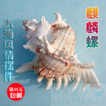 Natural conch shell unicorn snail fish tank decoration aquarium landscape gift gift home decoration fortune ornaments