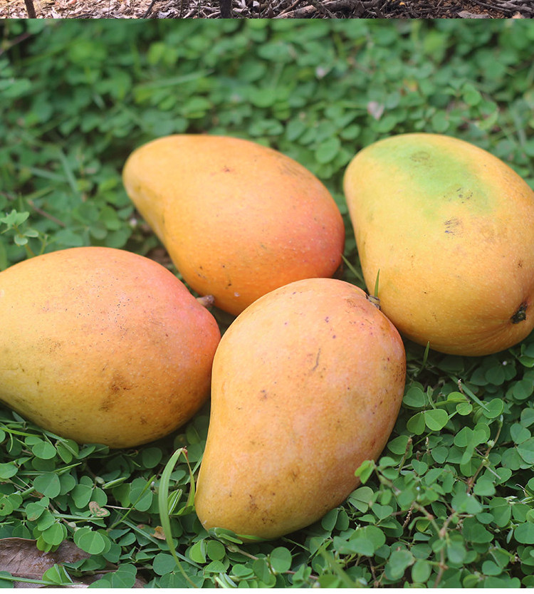 广西小台农鸡蛋芒果新鲜热带水果香芒果8斤 约65个