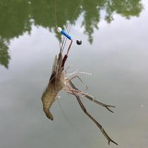 Shrimp Hook Fishing Shrimp Special Fishing Shrimp Hook River Shrimp Hook Fishing Shrimp Suit Shrimp Hook Complete Grass Shrimp Hook Fishing River Shrimp Grass Shrimp God