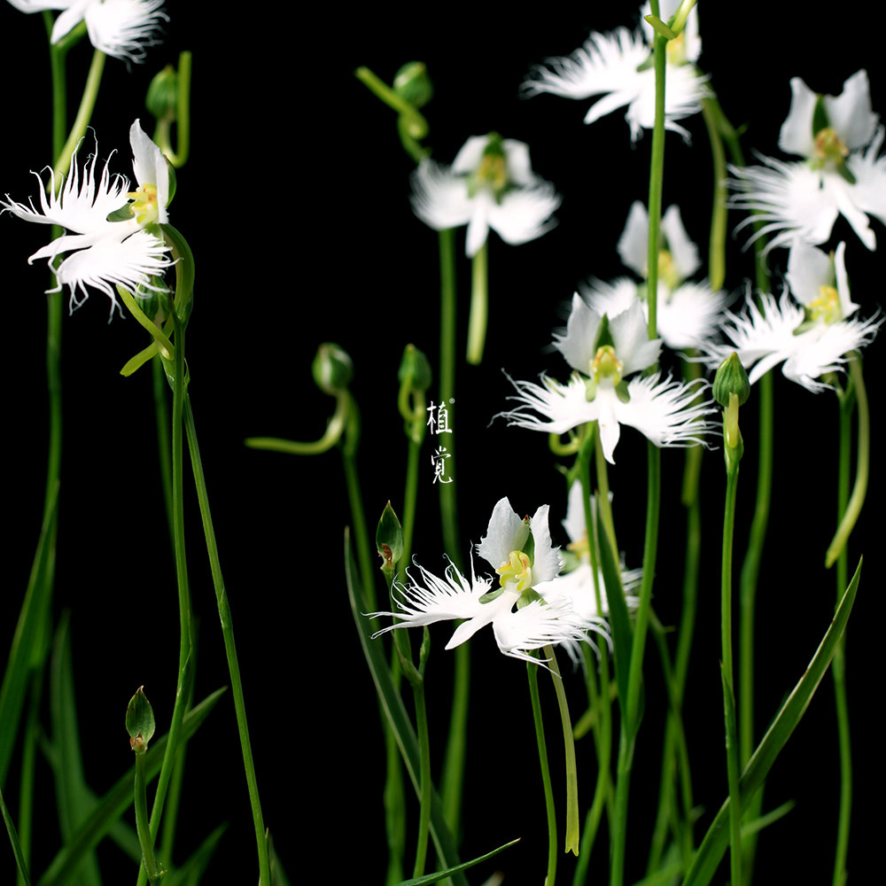 植觉 日本山野草 绿植盆栽植物 【白鹭草】